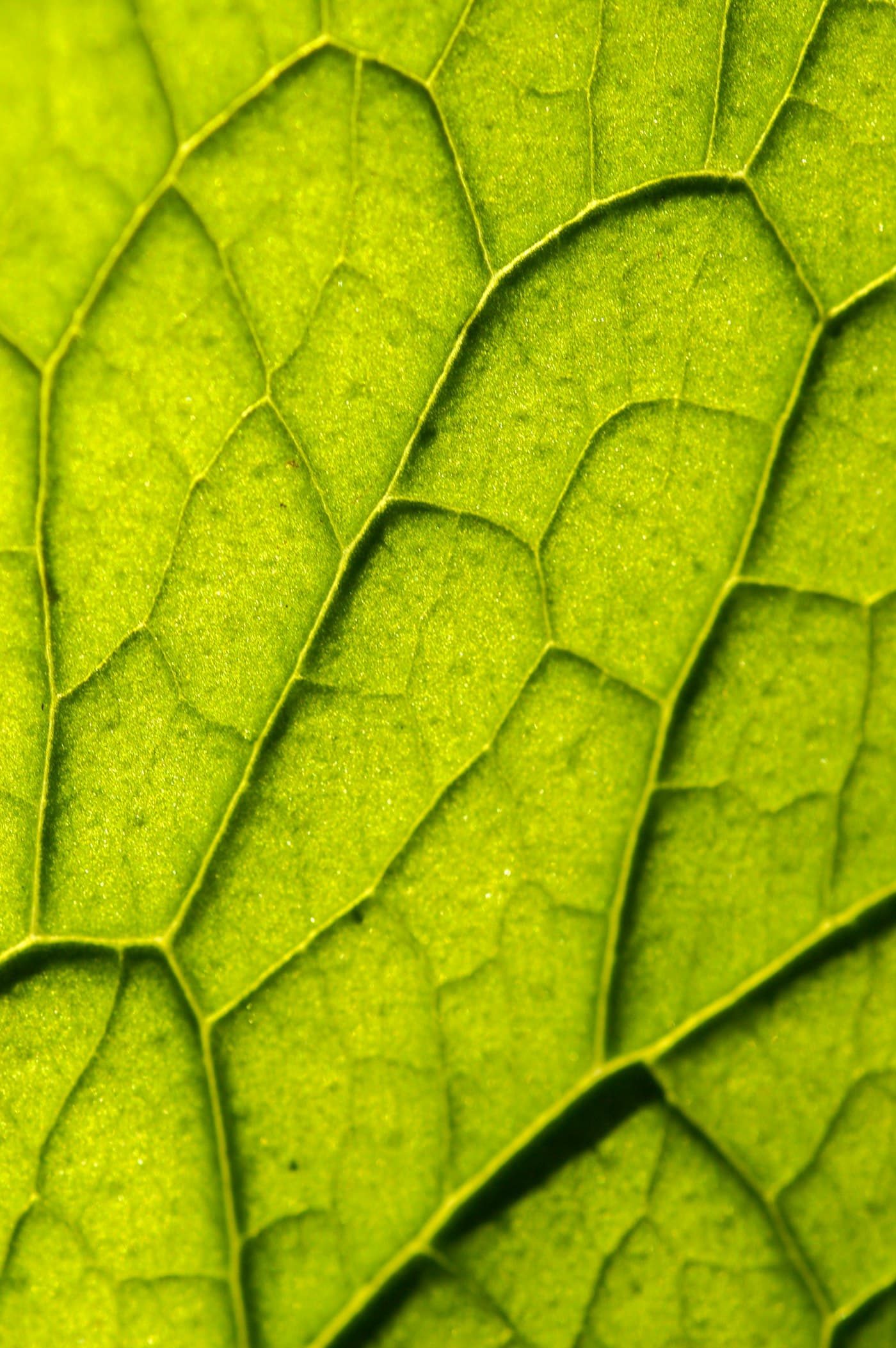 ingredient bakuchiol